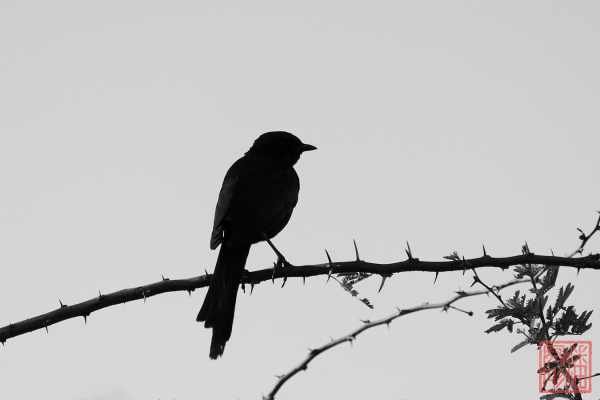 051723-bird_02