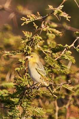 051723-bird_03