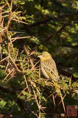 051723-bird_04