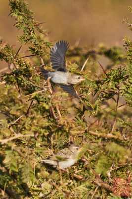 051723-bird_05