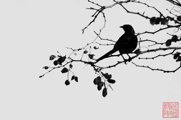 051723-bird_06