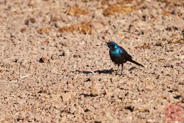 051723-bird_07