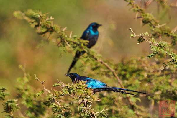 051723-bird_08
