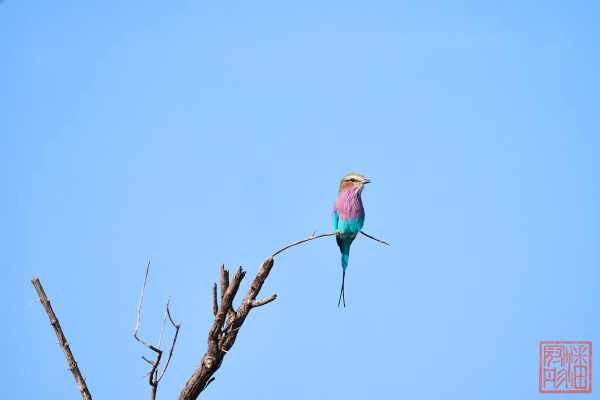051923-bird_01