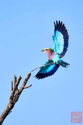051923-bird_02