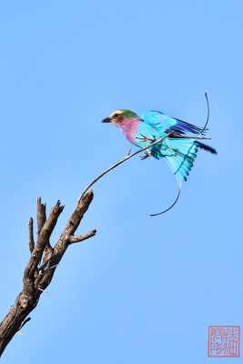 051923-bird_03