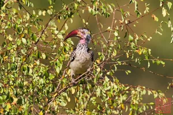 051923-bird_04