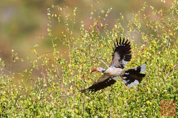 051923-bird_05
