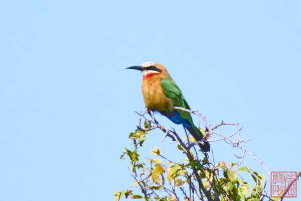 051923-bird_06