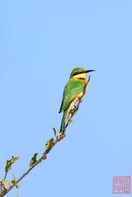 051923-bird_07