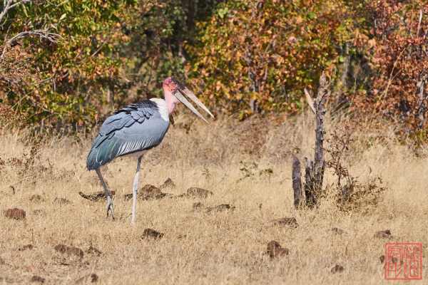 051923-bird_10
