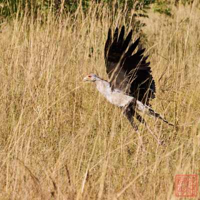 051923-bird_11