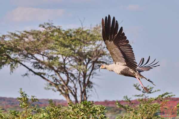 051923-bird_12