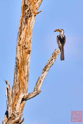 051923-bird_13