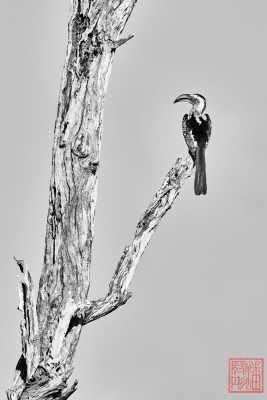 051923-bird_14
