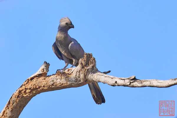 051923-bird_15