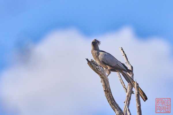 051923-bird_16