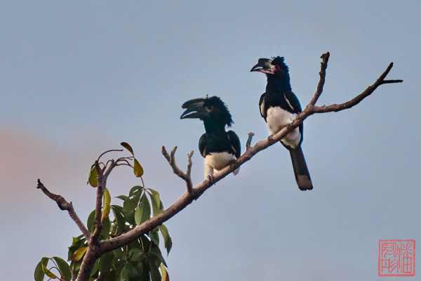 052023-bird_01
