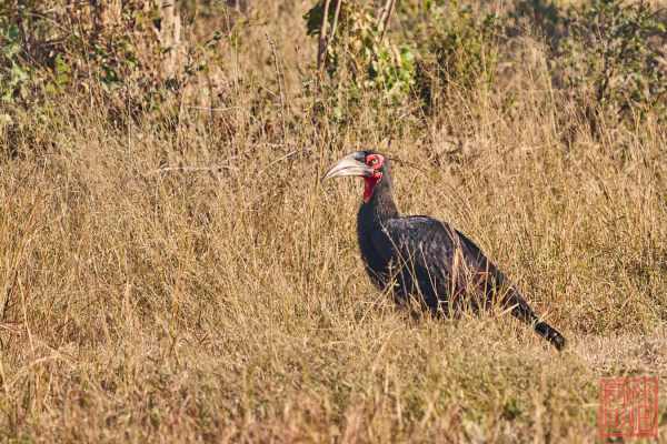 052023-bird_02