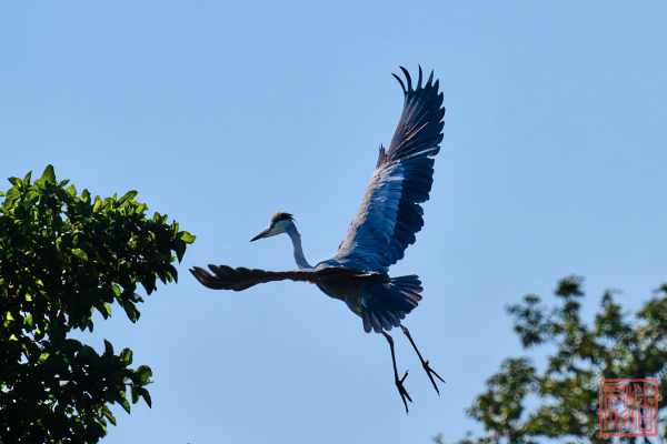 052023-bird_04