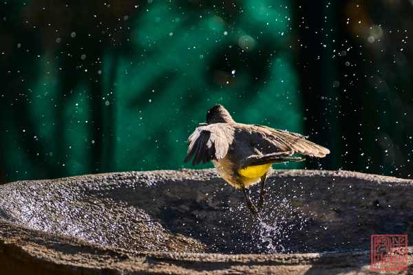 052123-bird_02