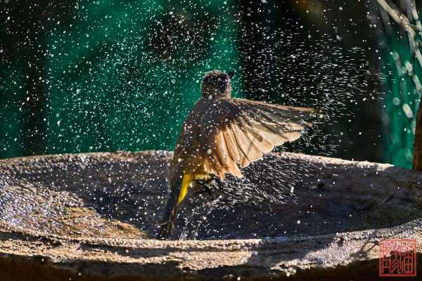 052123-bird_04