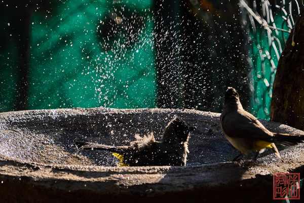 052123-bird_05