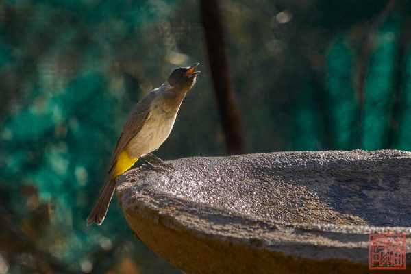052123-bird_06