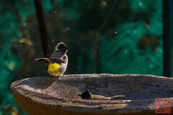 052123-bird_08