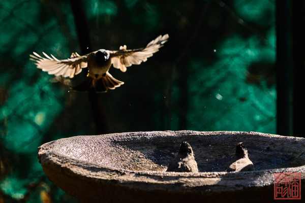 052123-bird_09