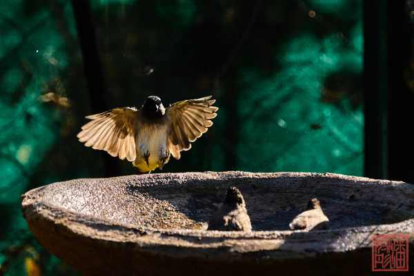 052123-bird_10