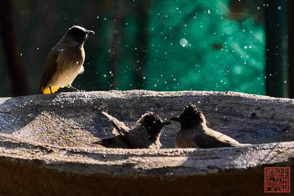 052123-bird_11