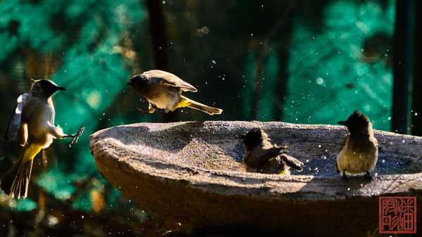 052123-bird_12