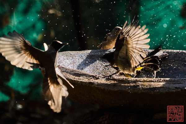 052123-bird_13