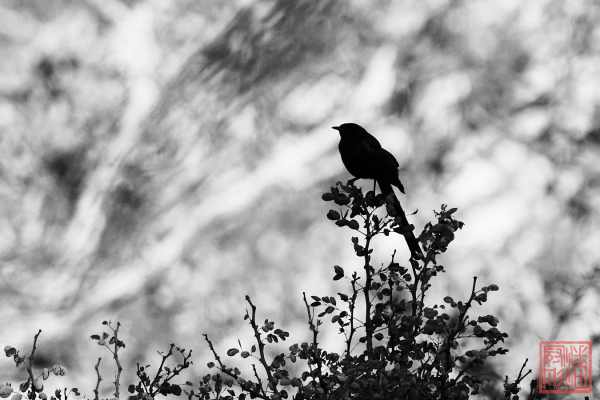 052323-bird_01