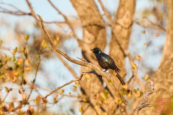 052323-bird_02