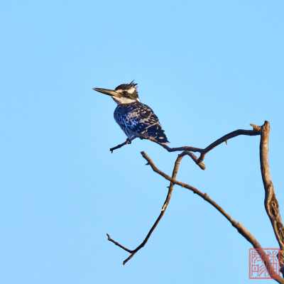 052323-bird_03