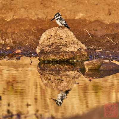 052323-bird_04