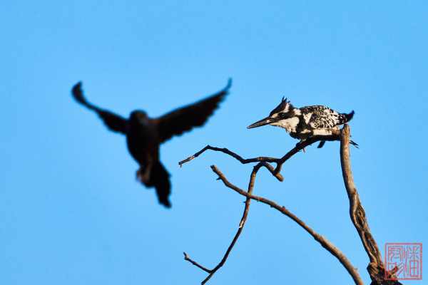 052323-bird_05