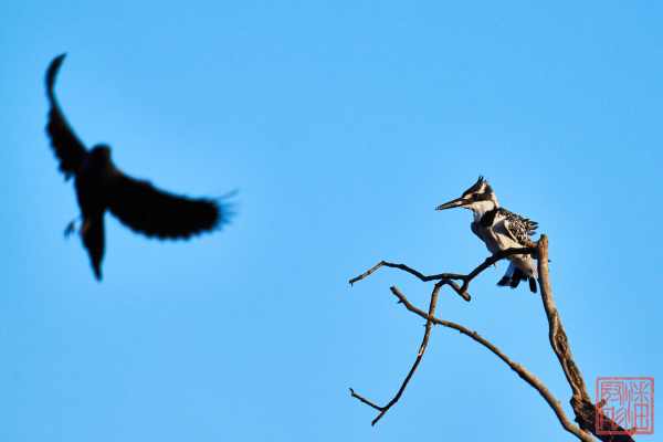 052323-bird_06