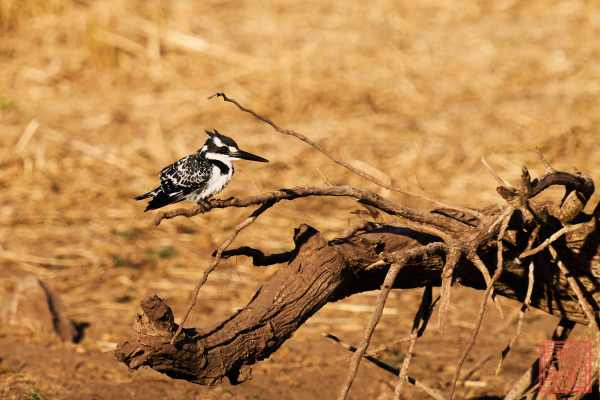 052323-bird_07