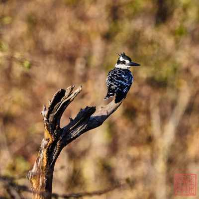 052323-bird_08