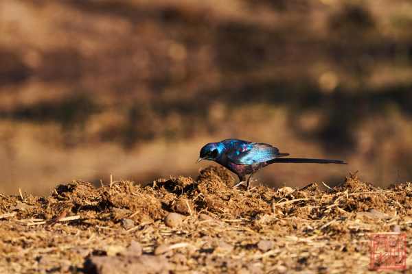 052323-bird_09