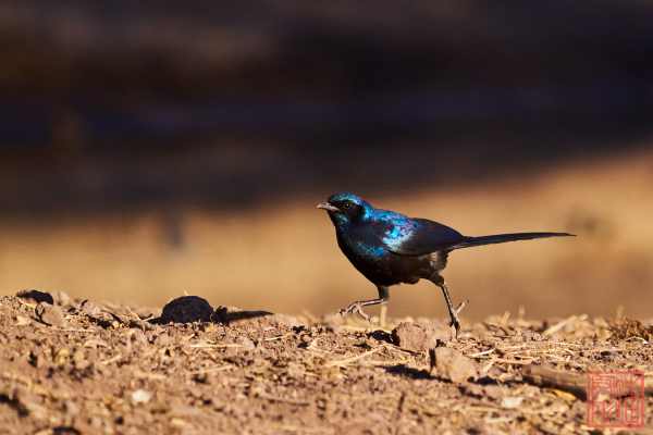 052323-bird_10
