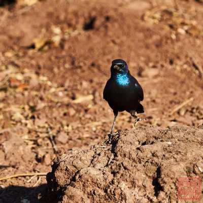 052323-bird_11