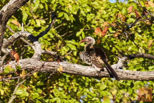 052323-bird_12