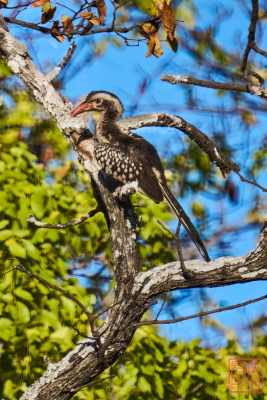 052323-bird_13