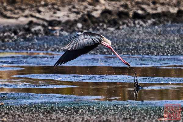 052423-bird_01