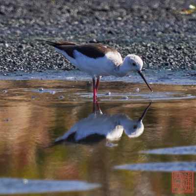 052423-bird_02