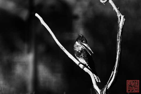 052423-bird_03